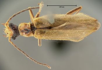 Media type: image;   Entomology 3370 Aspect: habitus dorsal view